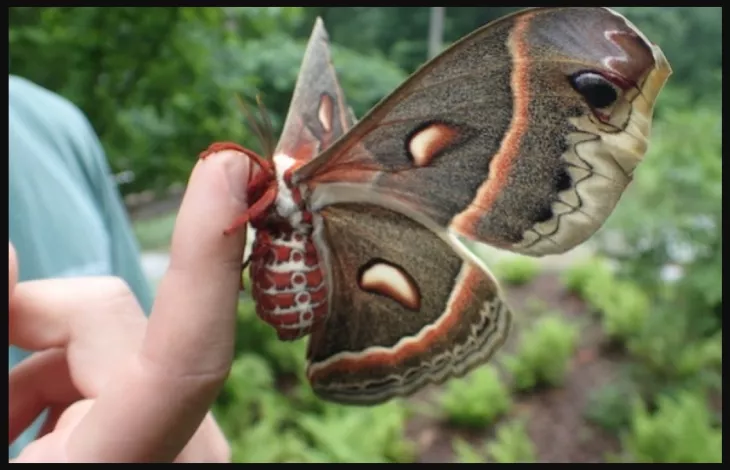 Mother of Silkworms