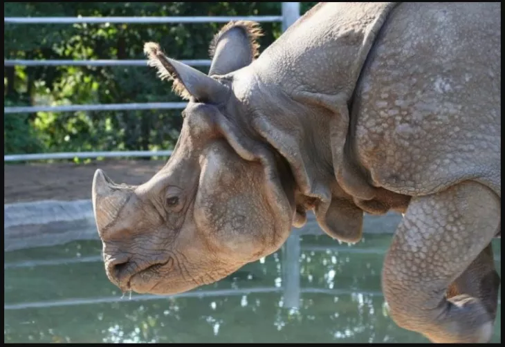 Rhino horn