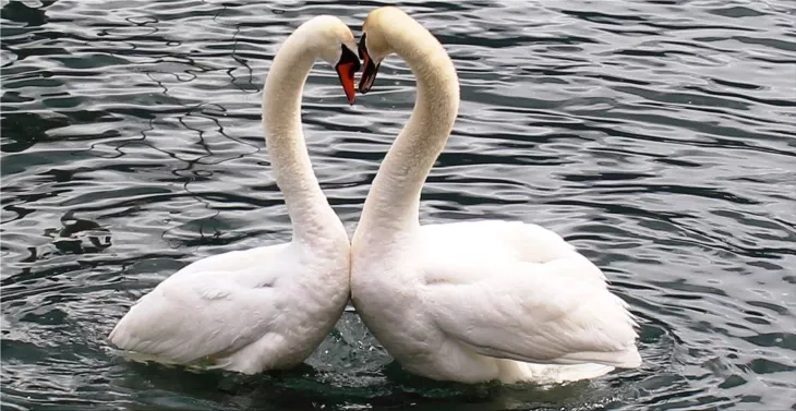 Swans for sale