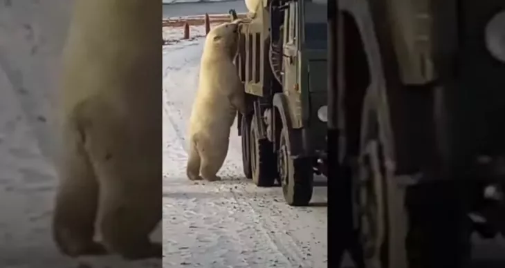 polar bears