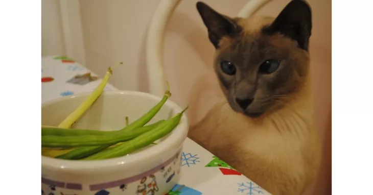 Can Dogs Eat Green Beans