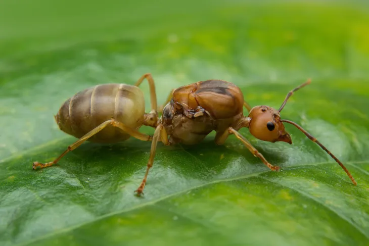 ant on a leaf