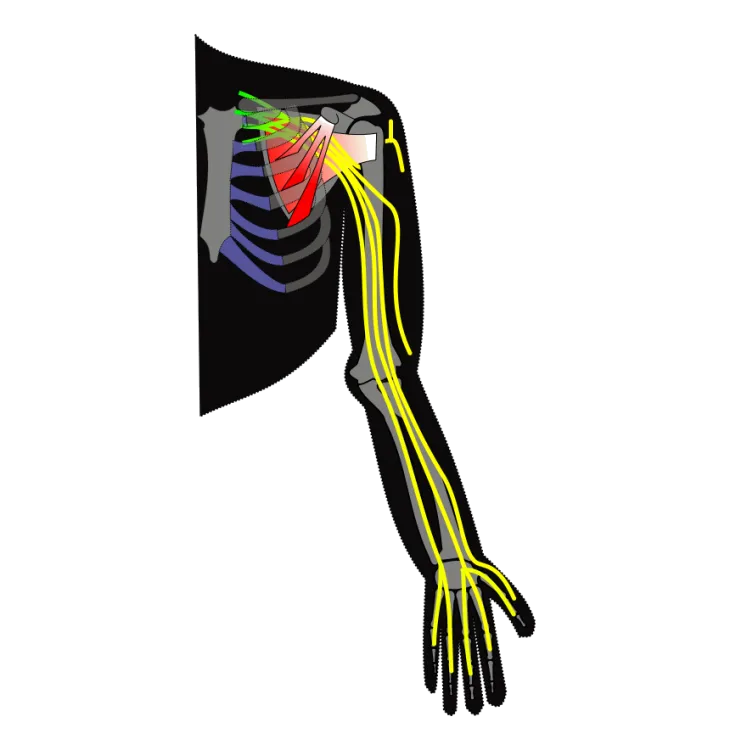 Top Brachial Plexus hospital in India