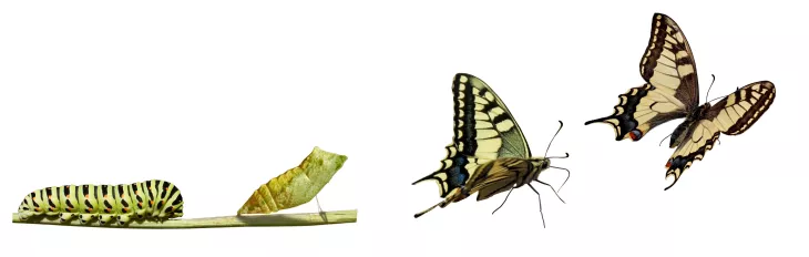 butterfly metamorphosis