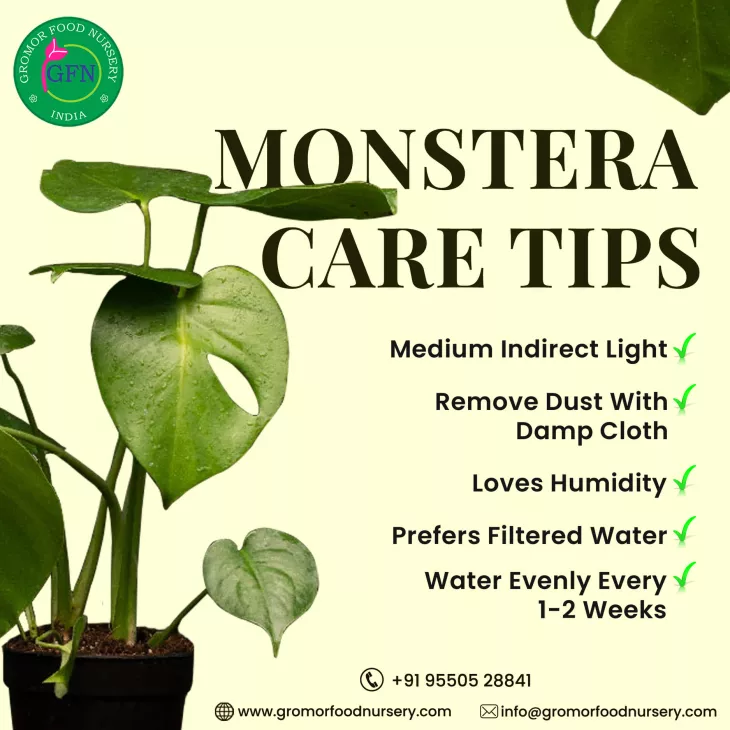 urban gardening tips