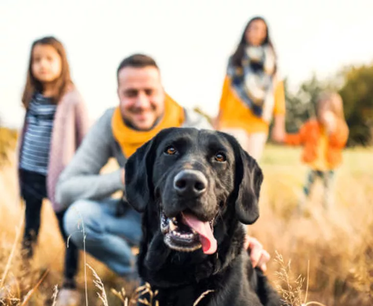dog