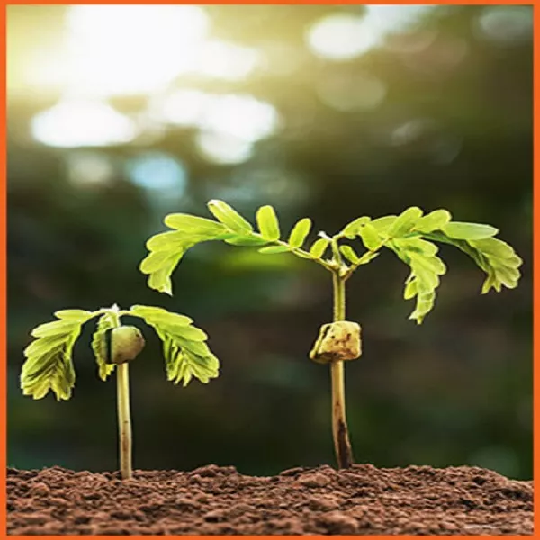 Humic Acid for Plants