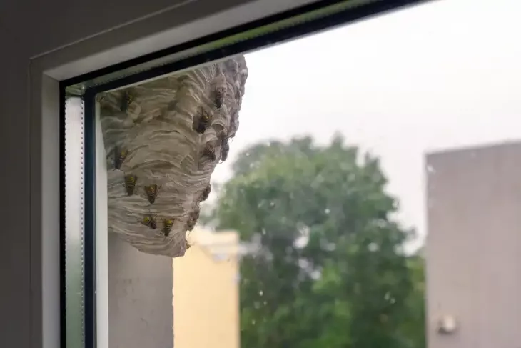 wasp-control-melbourne