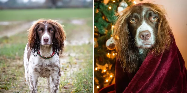 English Springer Spaniel