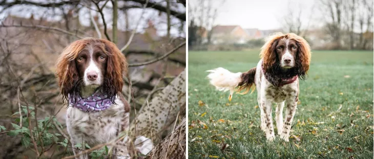 English Springer Spaniel
