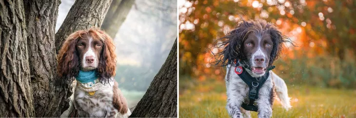 English Springer Spaniel