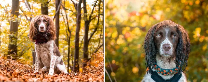 English Springer Spaniel