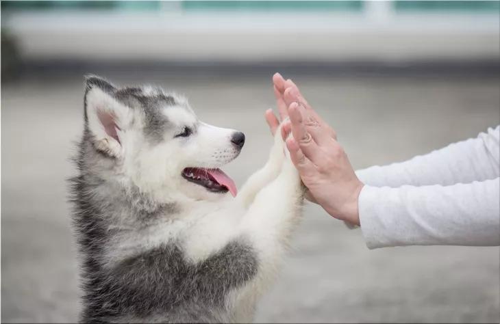Animals and humans