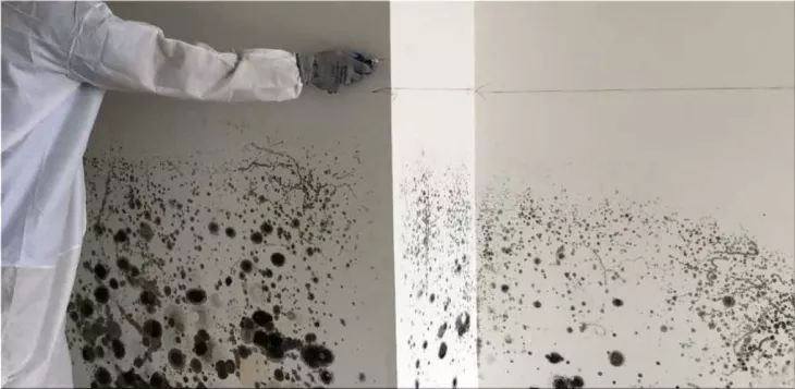 Mold Remediation Specialist