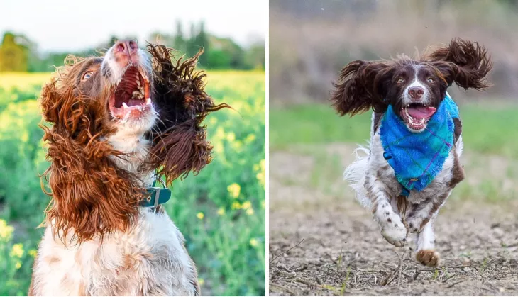 English Springer Spaniel