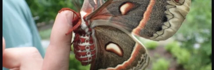 Mother of Silkworms