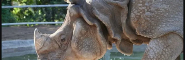 Rhino horn