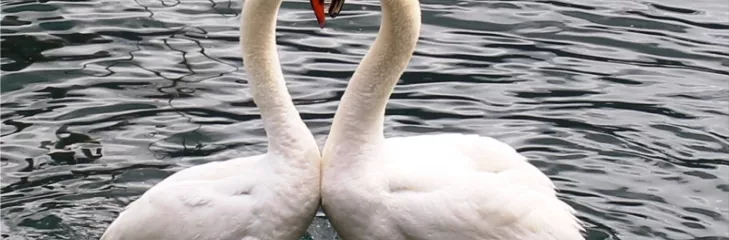 Swans for sale