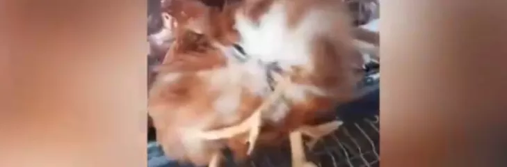 four-legged mutant chicken