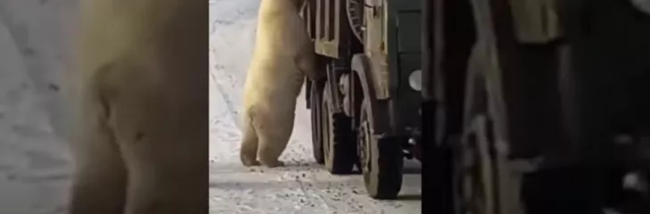 polar bears