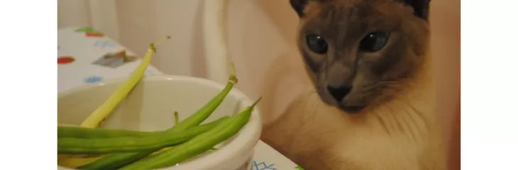Can Dogs Eat Green Beans