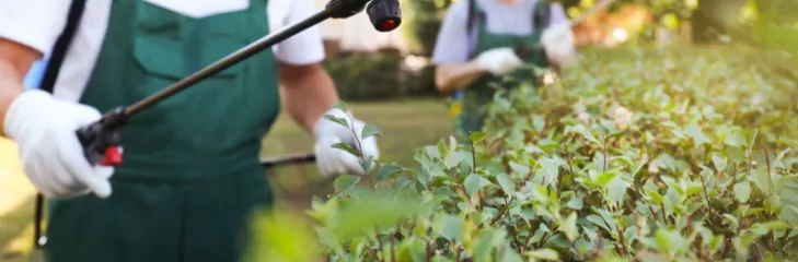 Pest Control in Montana Park