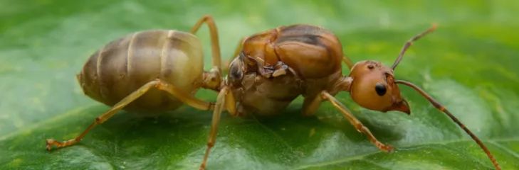 ant on a leaf