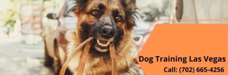 Dog Training Las Vegas