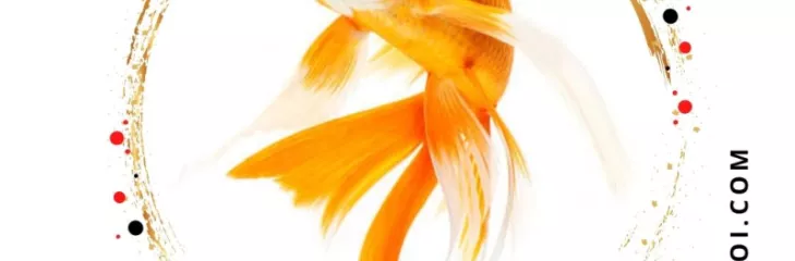koi fish for sale