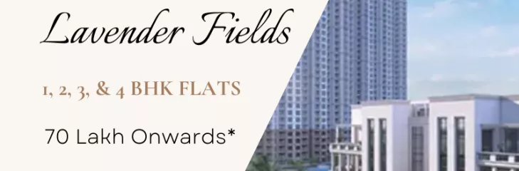 prestige-lavender-fields