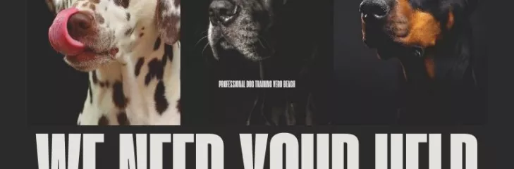 Professional Dog Training Vero Beach