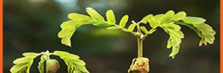 Humic Acid for Plants