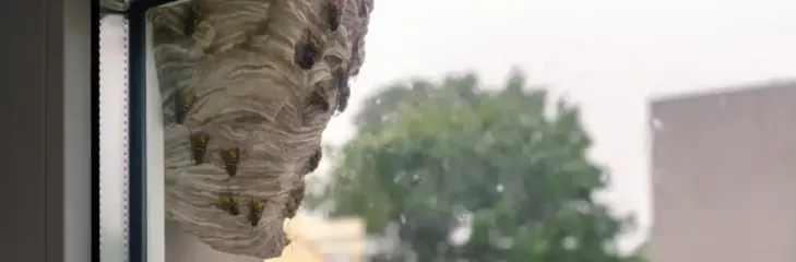 wasp-control-melbourne