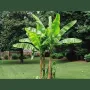 banana tree fertilizer