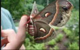 Mother of Silkworms