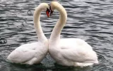 Swans for sale