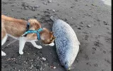 ecological disaster