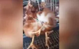 four-legged mutant chicken