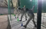 best cricket academy in chandigarh and mohali