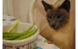 Can Dogs Eat Green Beans