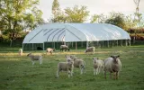 Sheep housing