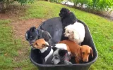 pet friendly cottages atherton