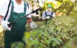 Pest Control in Montana Park