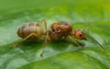 ant on a leaf