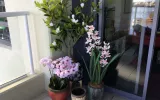 Buy Garden Planters Australia
