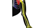 Top Brachial Plexus hospital in India