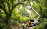 Expert workers trimming trees