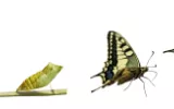 butterfly metamorphosis