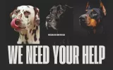 Professional Dog Training Vero Beach