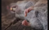 Dead Rat Removal